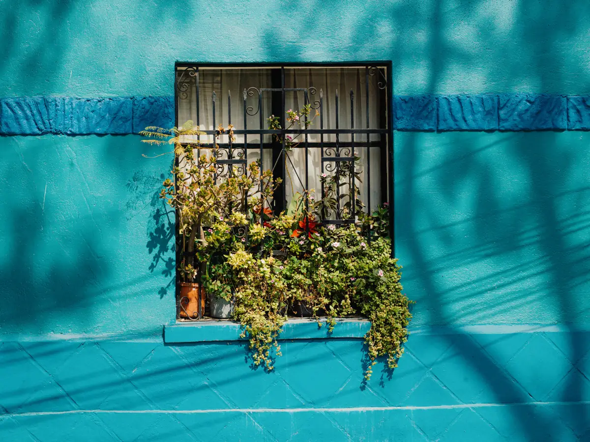 Sunlit turquoise wall with a barred window and spilling plants